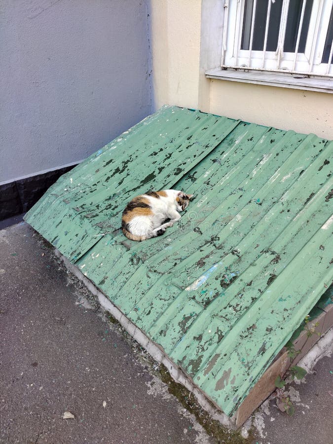 A Mottled Spotted Cat Sleeps on the Ribbed Surface of the Roof Stock