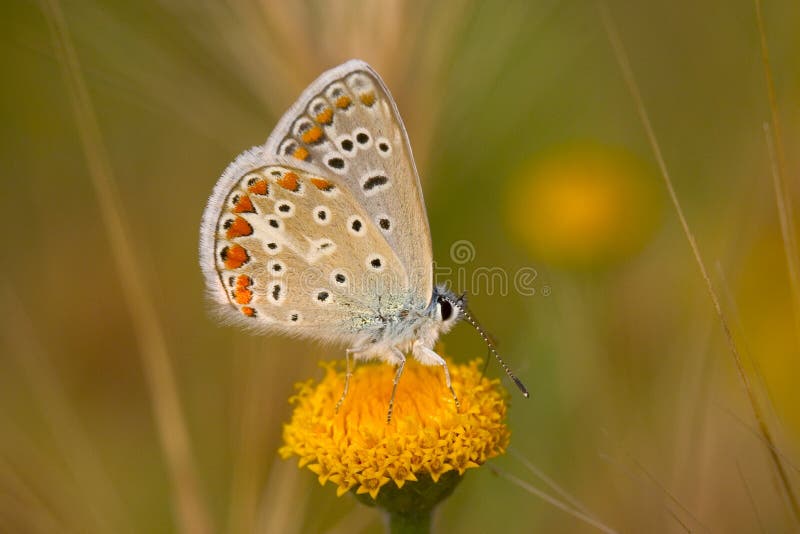 Butterfly close-up. Butterfly close-up