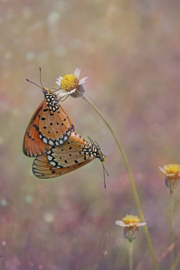 Motyl kojarzy się i wisi na żółtym kwiecie krawędziowym fotografia royalty free