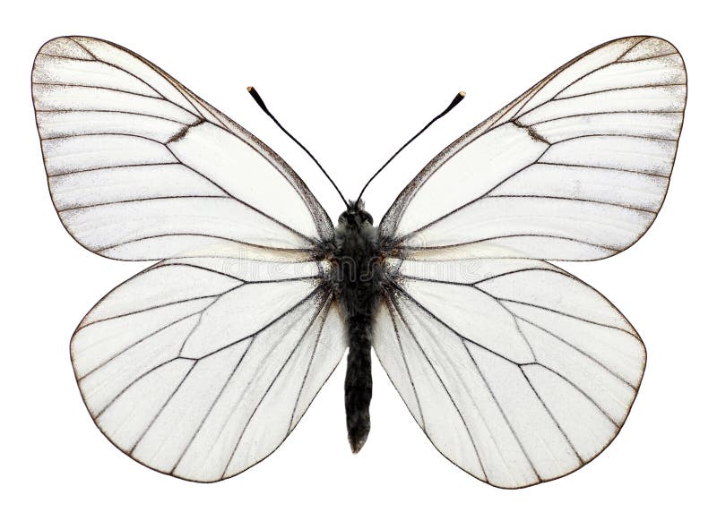 Motyl odizolowane fladrującym czarny