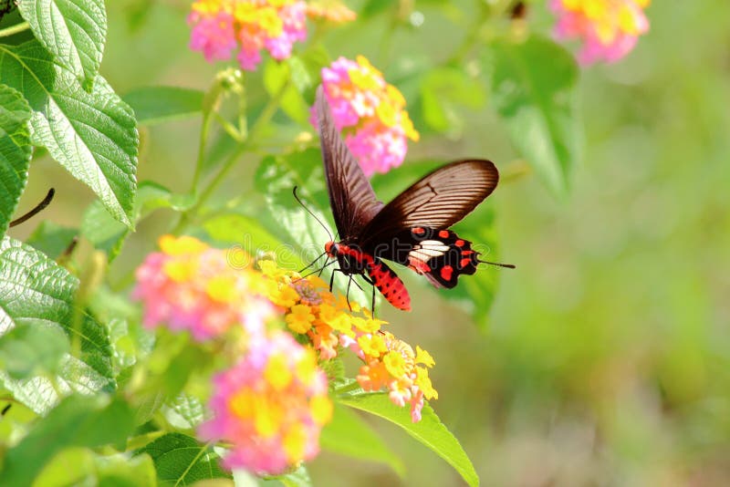 Motyl w naturze zdjęcia royalty free