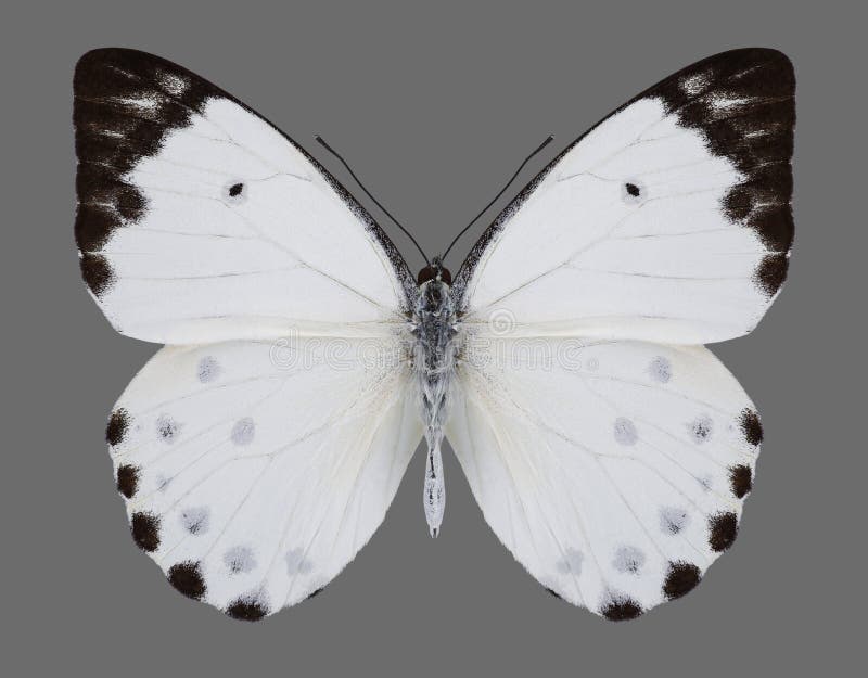 Motyli Belenois calypso Calypso kaparu biel obrazy royalty free Motyli Belenois calypso Calypso kaparu biel obrazy royalty free