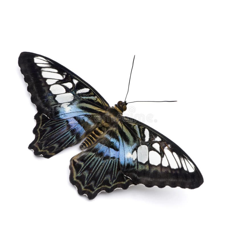motyli parthenos Sylvia zdjęcia royalty free motyli parthenos Sylvia zdjęcia royalty free
