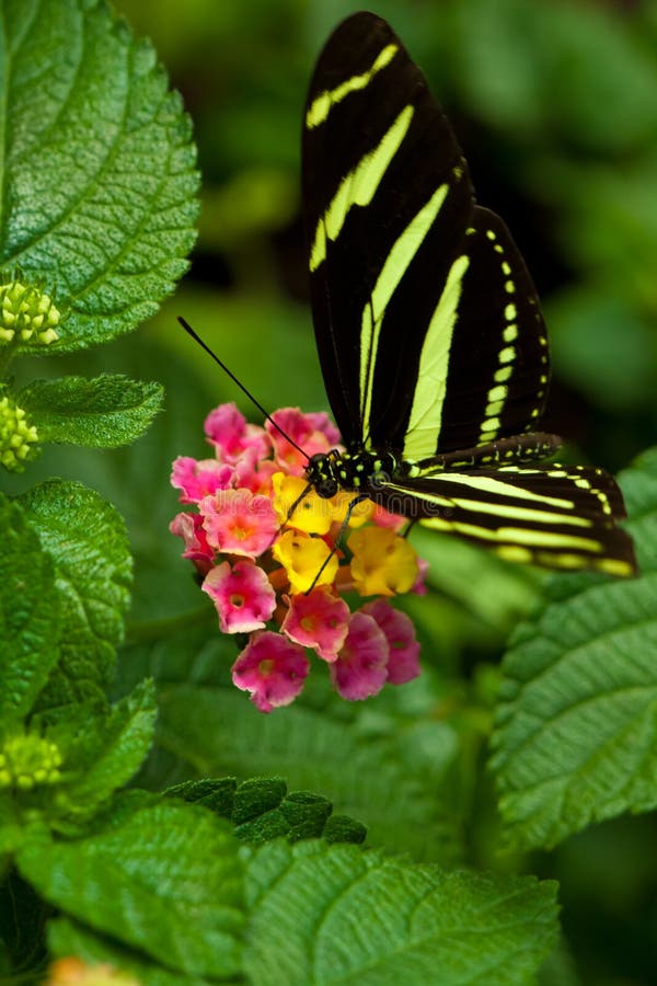motylia longwing zebra obraz royalty free motylia longwing zebra obraz royalty free