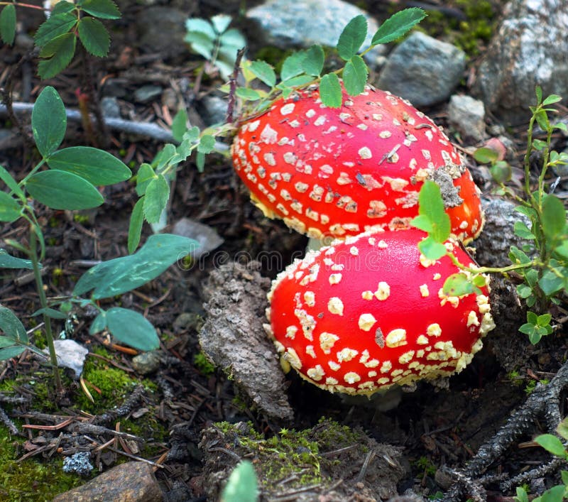 Mouche amanita champignon toxique photos libres de droits