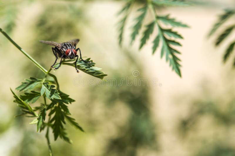 Mouche avec le plan rapproché rouge énorme de yeux sur une feuille photographie stock libre de droits Mouche avec le plan rapproché rouge énorme de yeux sur une feuille photographie stock libre de droits