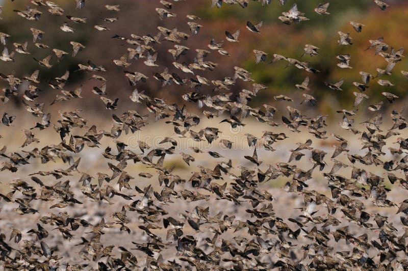 Mouche de quelea de Redbilled photos stock Mouche de quelea de Redbilled photos stock