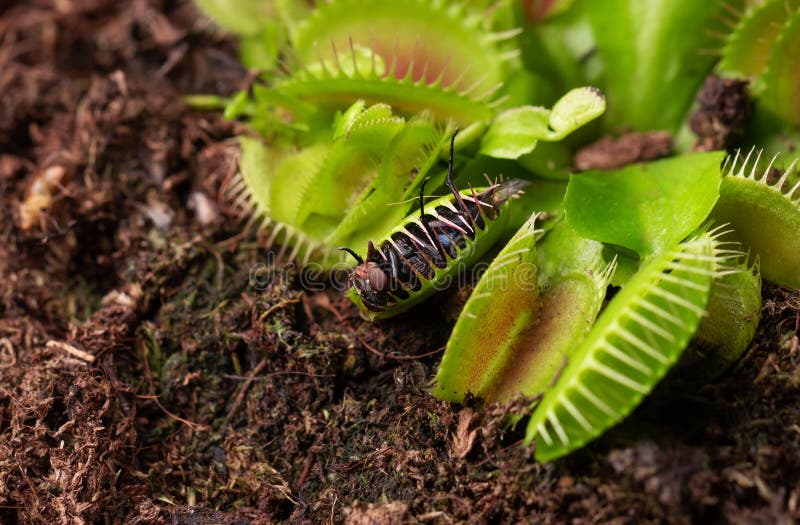 Mouche En Petite Fleur De Dionée Carnivore. Plante Carnivore à La Maison  Comme Piège à Insectes Image stock - Image du normal, mouche: 220268831