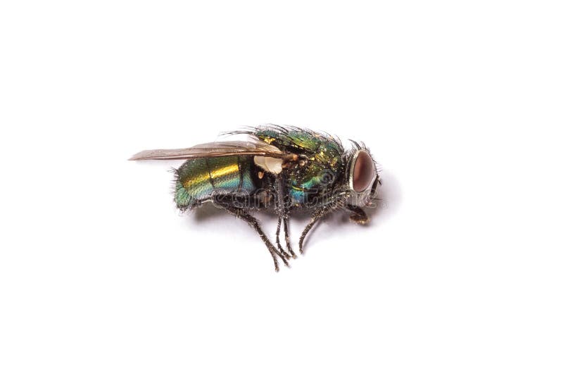 Mouche morte d'isolement sur le fond blanc Concept de biologie, de toxique et d'exterminateur photographie stock Mouche morte d'isolement sur le fond blanc Concept de biologie, de toxique et d'exterminateur photographie stock