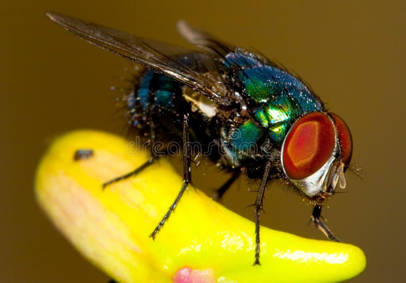 Macro of a Green Fly. Macro of a Green Fly