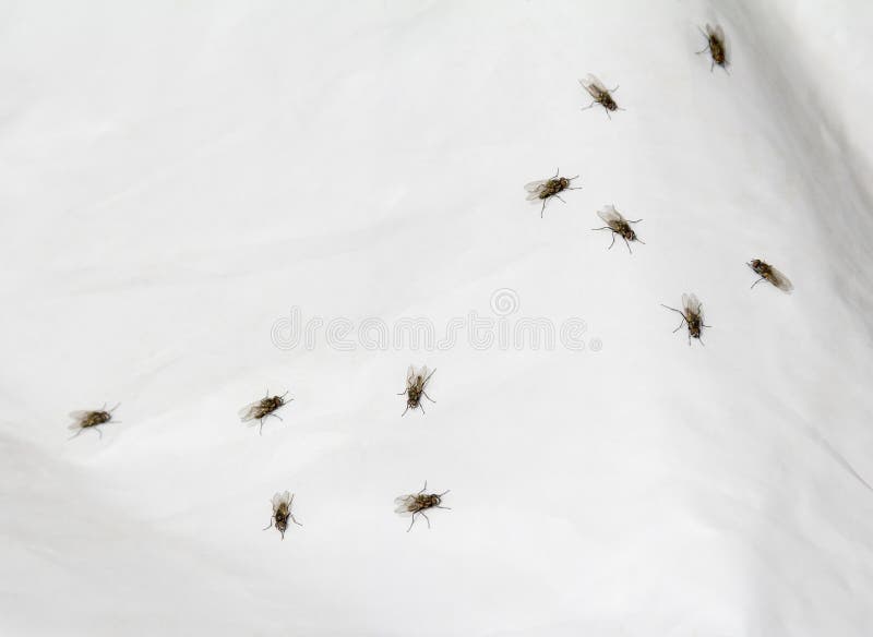 Mouches sur la feuille de plastique images libres de droits Mouches sur la feuille de plastique images libres de droits