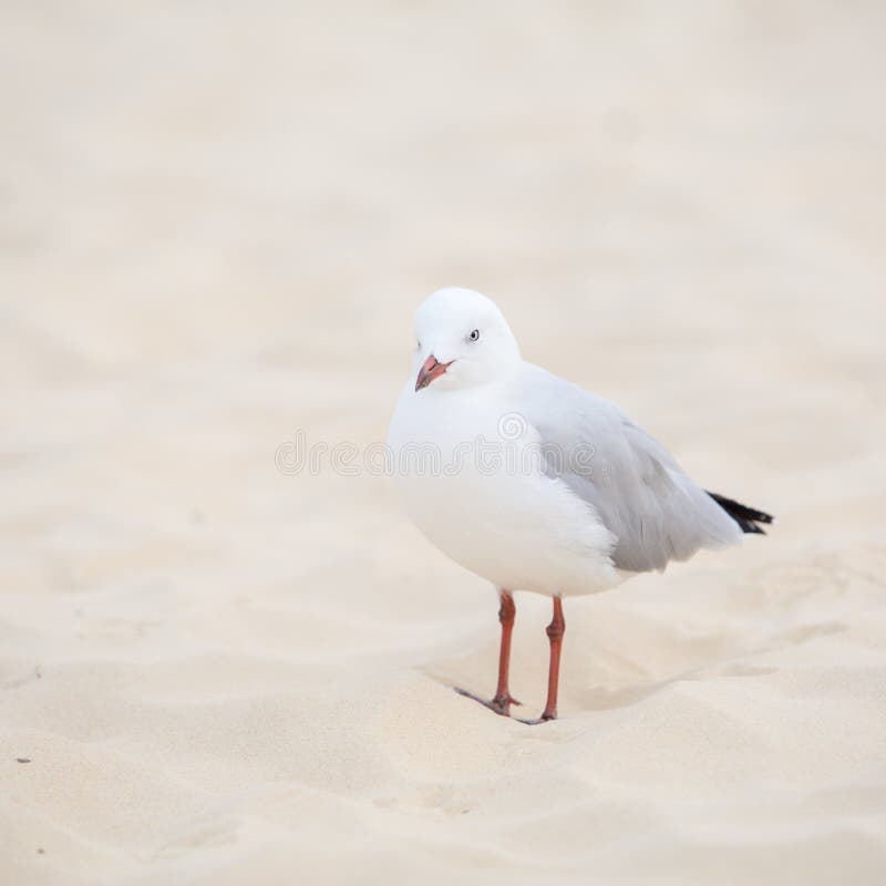 Mouette argentée photos stock Mouette argentée photos stock