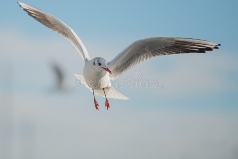 Mouette dans la baie photos stock Mouette dans la baie photos stock