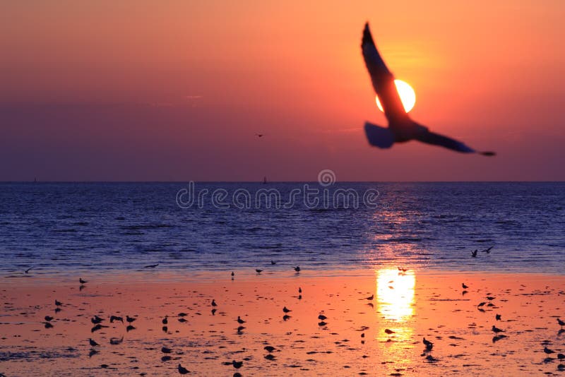 Mouette dans le coucher du soleil images stock Mouette dans le coucher du soleil images stock