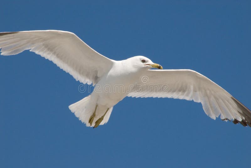 Mouette En Vol Image Stock Image Du Ailes Oiseau Envergure Mouette En Vol Image Stock Image Du Ailes Oiseau Envergure