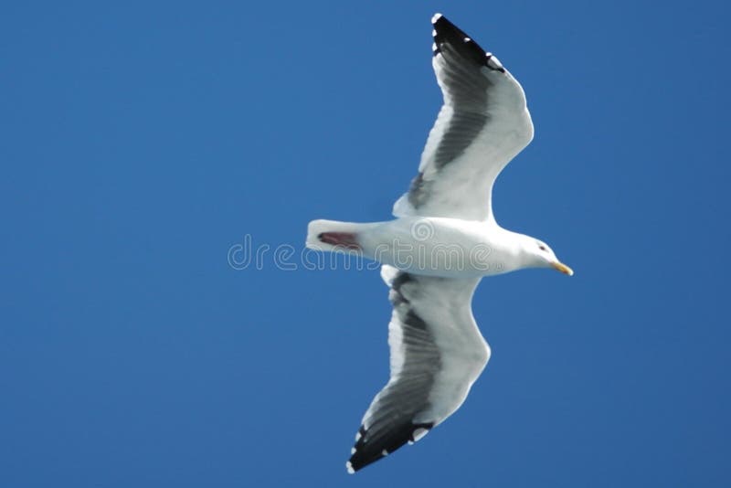Mouette en vol photos libres de droits Mouette en vol photos libres de droits