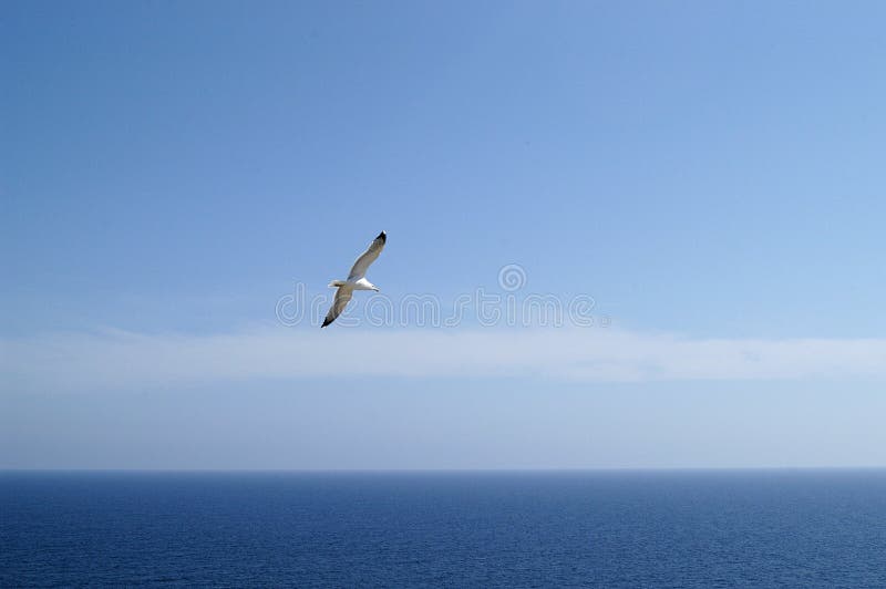 Mouette en vol photo stock Mouette en vol photo stock