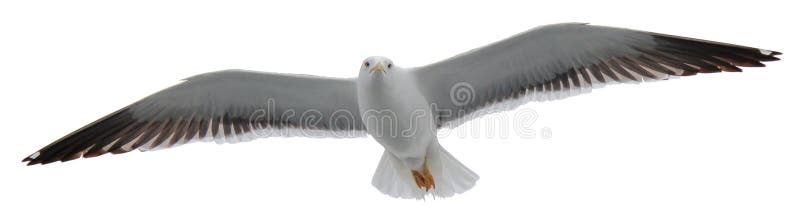 Mouette isolée volant photos stock Mouette isolée volant photos stock