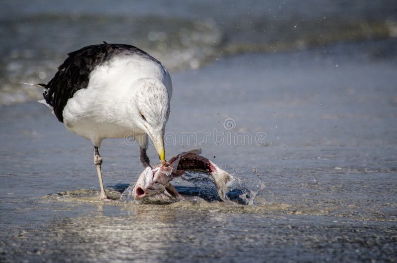 Mouette mangeant un poisson photos libres de droits Mouette mangeant un poisson photos libres de droits