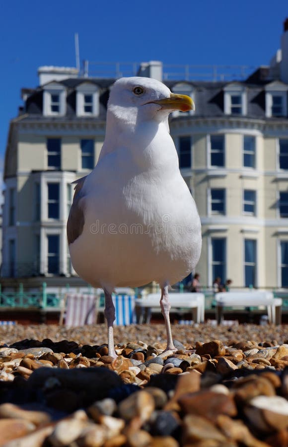 Single seagull looking out to sea on Brighton Beach, UK. Single seagull looking out to sea on Brighton Beach, UK