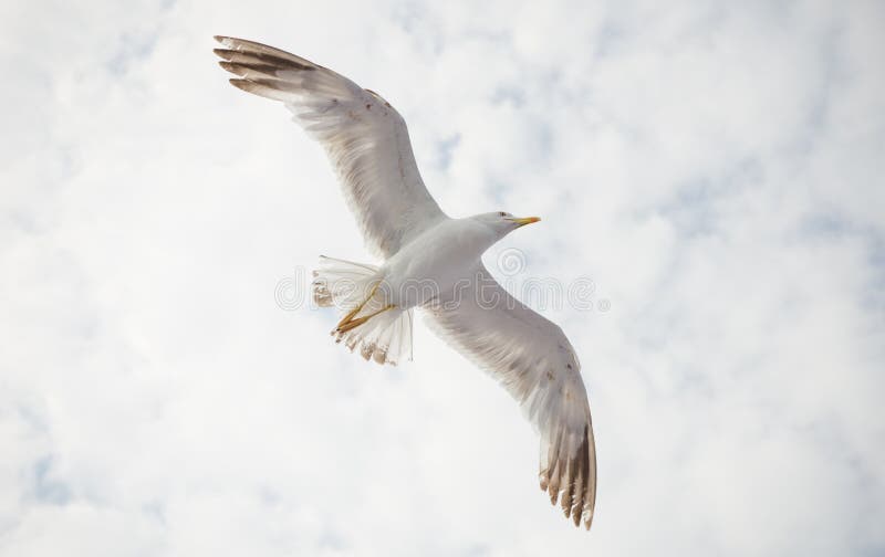 Mouette sur un ciel nuageux image libre de droits Mouette sur un ciel nuageux image libre de droits
