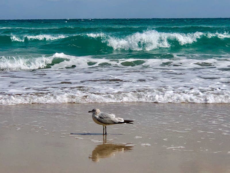 Mouette sur une plage sablonneuse en Floride photo stock Mouette sur une plage sablonneuse en Floride photo stock