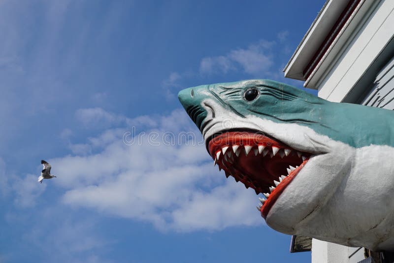 Mouette Et Requin Photo Stock Image Du Oiseau Paisible Mouette Et Requin Photo Stock Image Du Oiseau Paisible