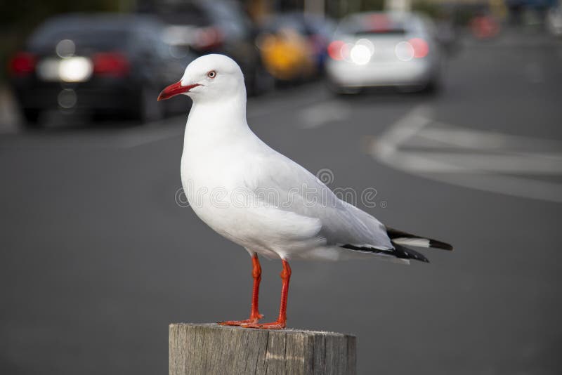 Mouette à la jetée avec une profondeur de champ peu profonde créative pendant l'hiver photos libres de droits Mouette à la jetée avec une profondeur de champ peu profonde créative pendant l'hiver photos libres de droits