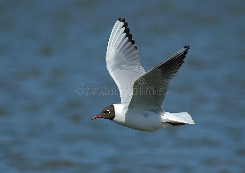 Mouette à tête noire, Kokmeeuw, ridibundus de Larus photographie stock libre de droits Mouette à tête noire, Kokmeeuw, ridibundus de Larus photographie stock libre de droits