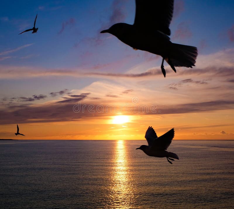 Mouettes au coucher du soleil photo stock Mouettes au coucher du soleil photo stock