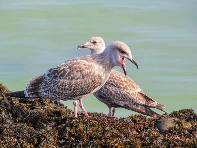 Mouettes d'harengs juvéniles sur des roches de l'île de débardeur photo libre de droits Mouettes d'harengs juvéniles sur des roches de l'île de débardeur photo libre de droits