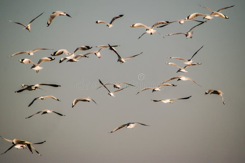 Mouettes de grouillement photo stock Mouettes de grouillement photo stock