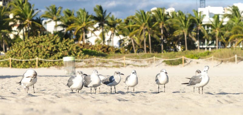 Mouettes de Loughing, la Floride, Etats-Unis images libres de droits Mouettes de Loughing, la Floride, Etats-Unis images libres de droits