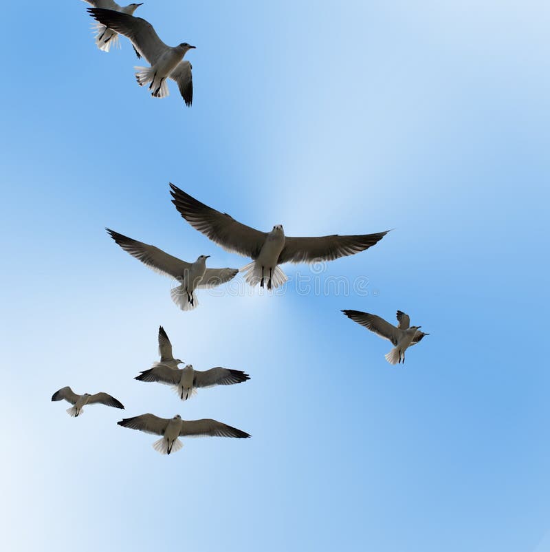 Mouettes de mer en vol photographie stock Mouettes de mer en vol photographie stock