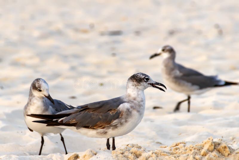 Mouettes riantes sur une plage sablonneuse photos libres de droits Mouettes riantes sur une plage sablonneuse photos libres de droits