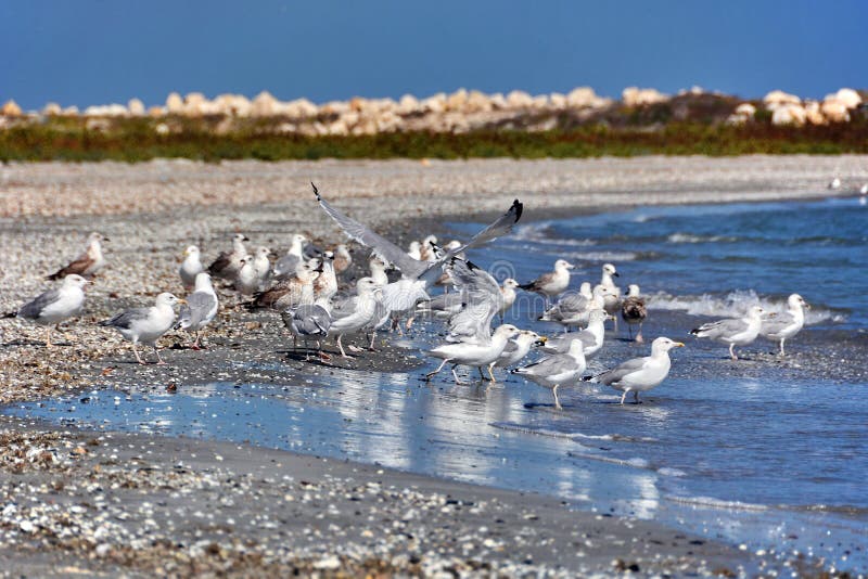 Mouettes sur la plage images stock Mouettes sur la plage images stock