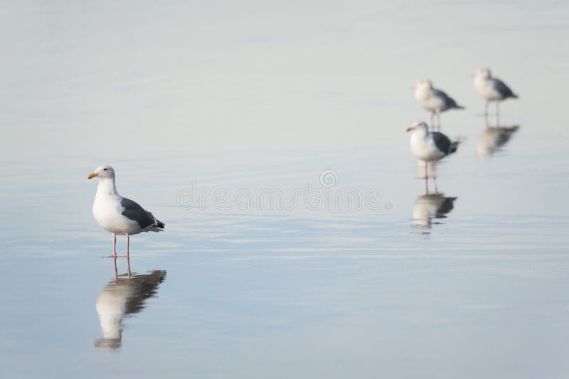 Mouettes sur la plage photos stock Mouettes sur la plage photos stock