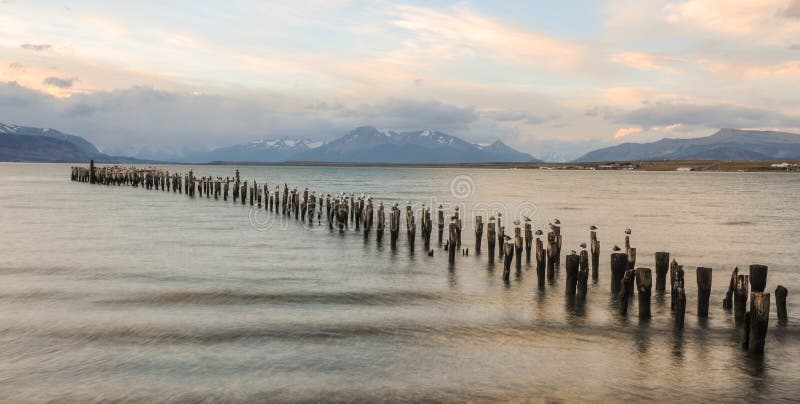 Mouettes tenant sur les identifiez-vous en bois la mer Vieille plate-forme dans Puerto Natales, Chili photos libres de droits Mouettes tenant sur les identifiez-vous en bois la mer Vieille plate-forme dans Puerto Natales, Chili photos libres de droits