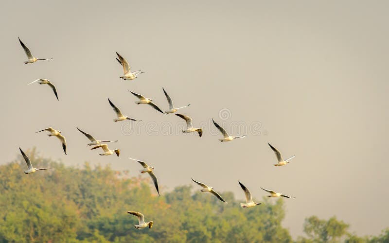 Mouettes à tête noire images stock Mouettes à tête noire images stock