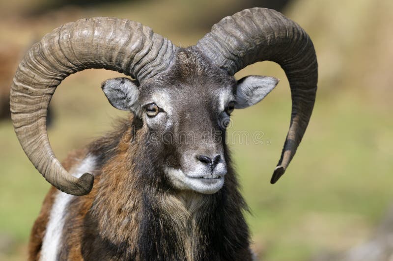 Mouflon, aries del ovis immagine stock Mouflon, aries del ovis immagine stock