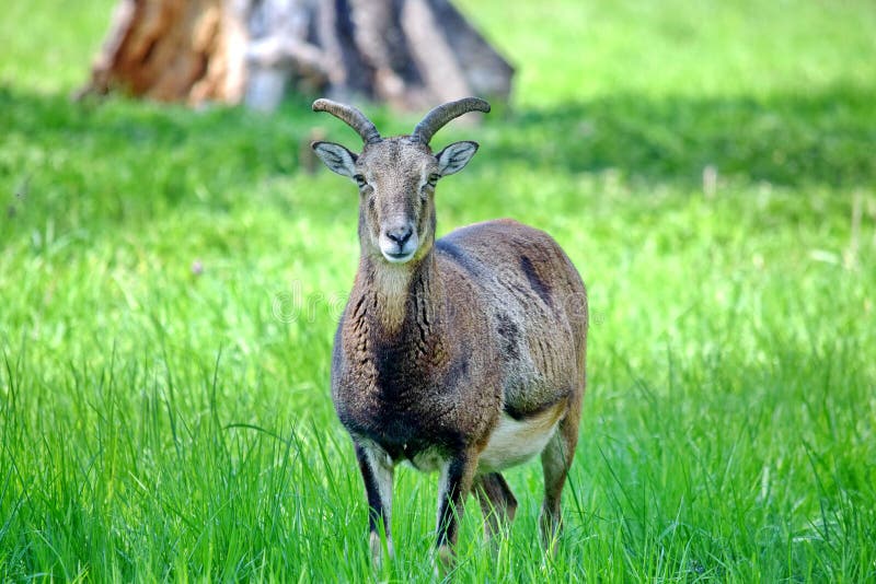 Mouflon Ovis Aries Musimon Portrait royaltyfri bild Mouflon Ovis Aries Musimon Portrait royaltyfri bild