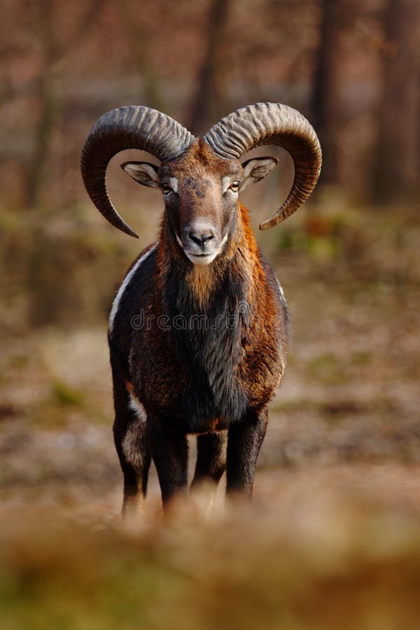 Mouflon, Ovis-orientalis, bos gehoornd dier in de aardhabitat, portret van zoogdier met grote hoorn, de mening van aangezicht tot