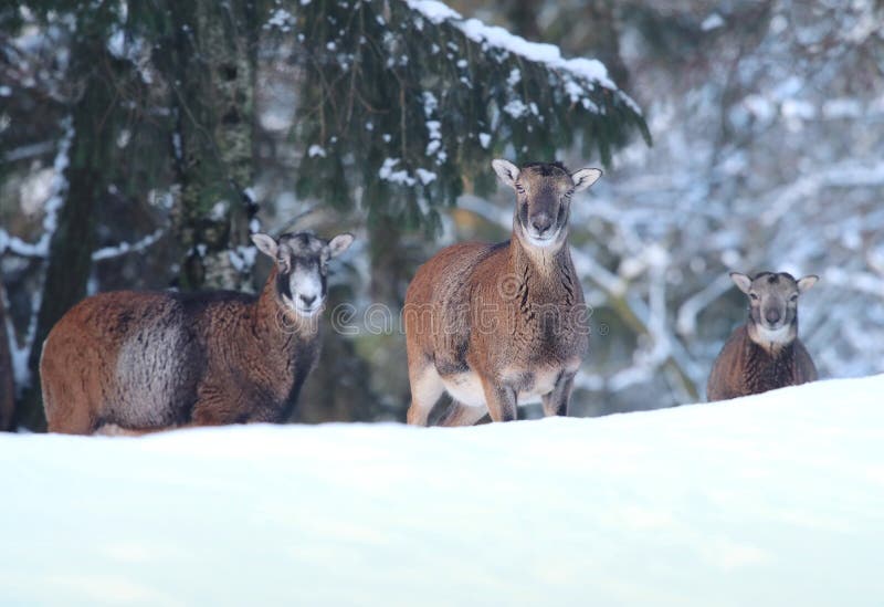Mouflon Ovismusimon som är kvinnlig i vinter royaltyfria foton Mouflon Ovismusimon som är kvinnlig i vinter royaltyfria foton