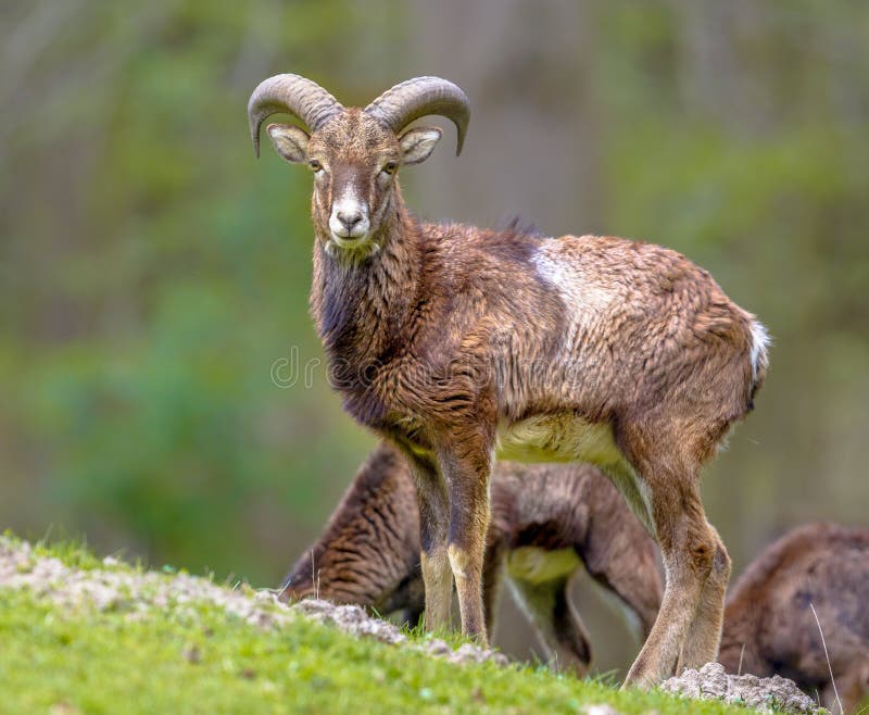 Mouflon sheep male on hill