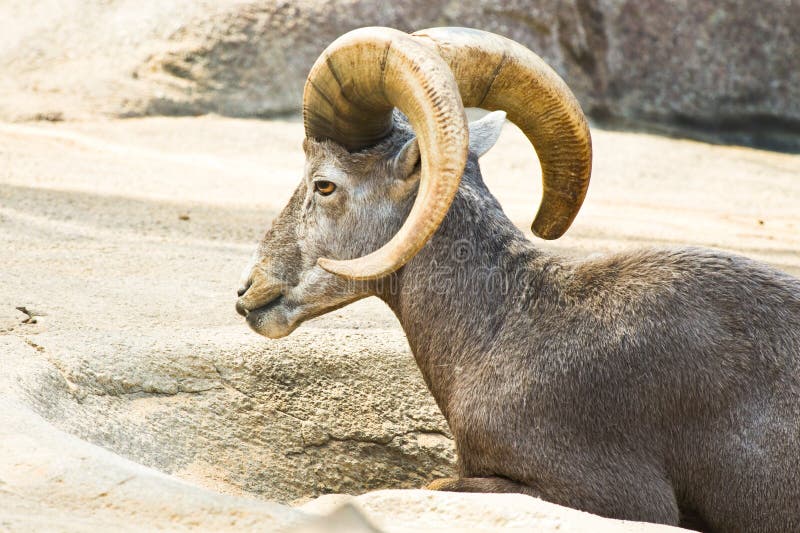 Mouflon of wilde bergschapen stock foto Mouflon of wilde bergschapen stock foto