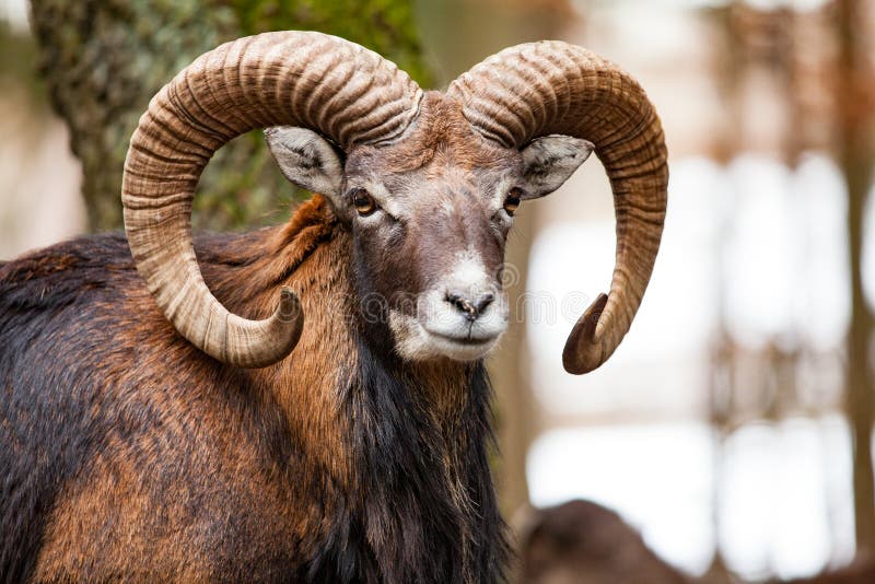 Mouflon αρσενικό Ovis musimon με τα μεγάλα curvy κέρατα στο γερμανικό δάσος στοκ εικόνα Mouflon αρσενικό Ovis musimon με τα μεγάλα curvy κέρατα στο γερμανικό δάσος στοκ εικόνα