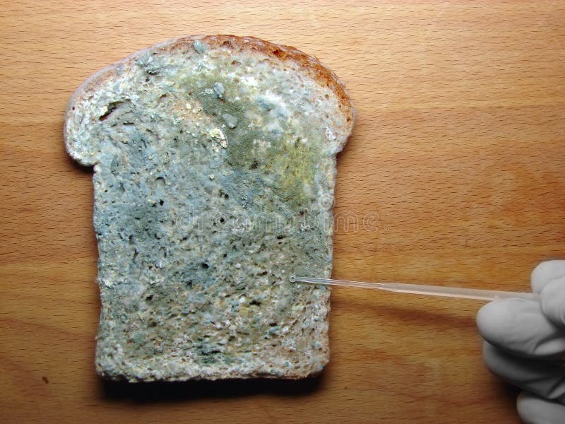mould-bread-16992275.jpg