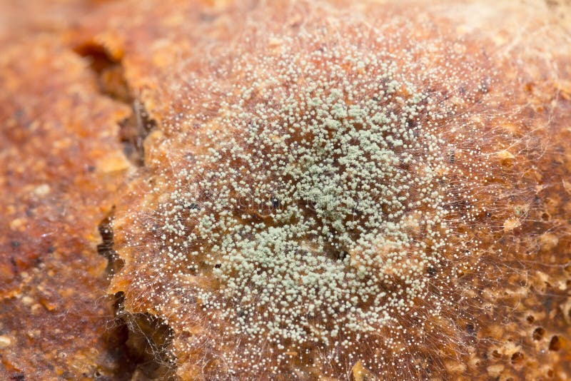 Mould on bread stock photo. Image of bread, brown, penicillium 2204832