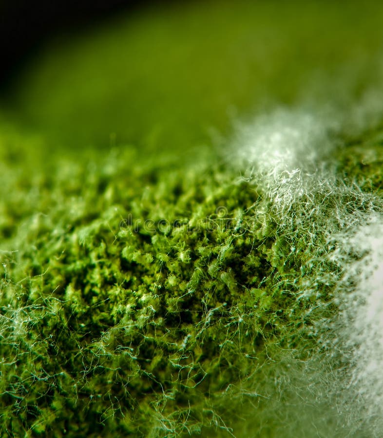 Mould landscape close up 1