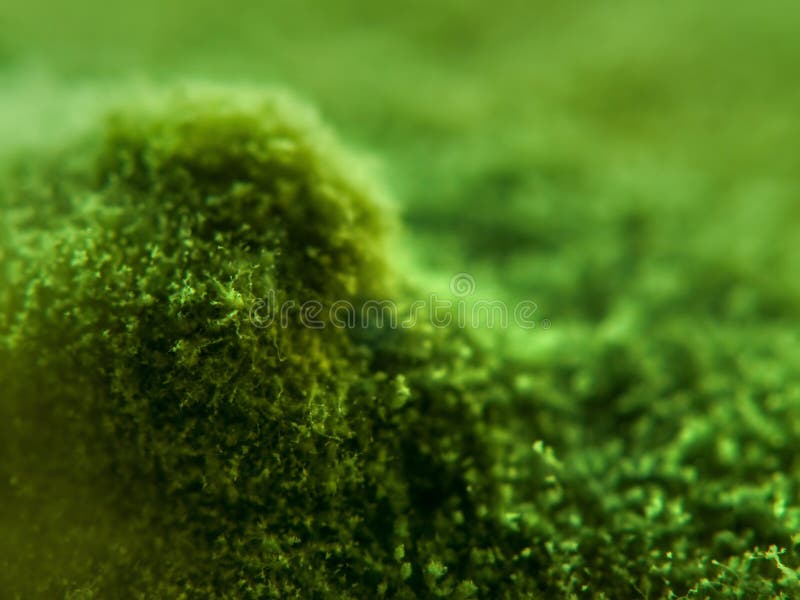 Mould landscape close up 2